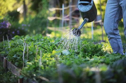 Protect your Garden During a Heat Wave