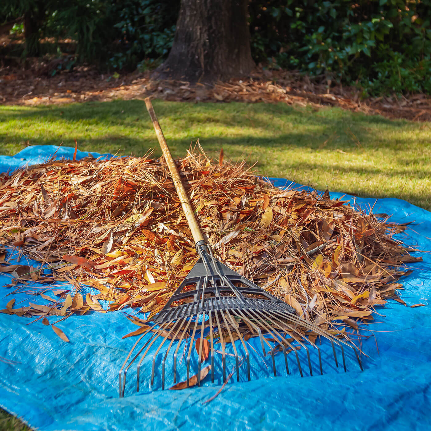 6' x 8' All-Purpose Blue Tarps (50 Pack)